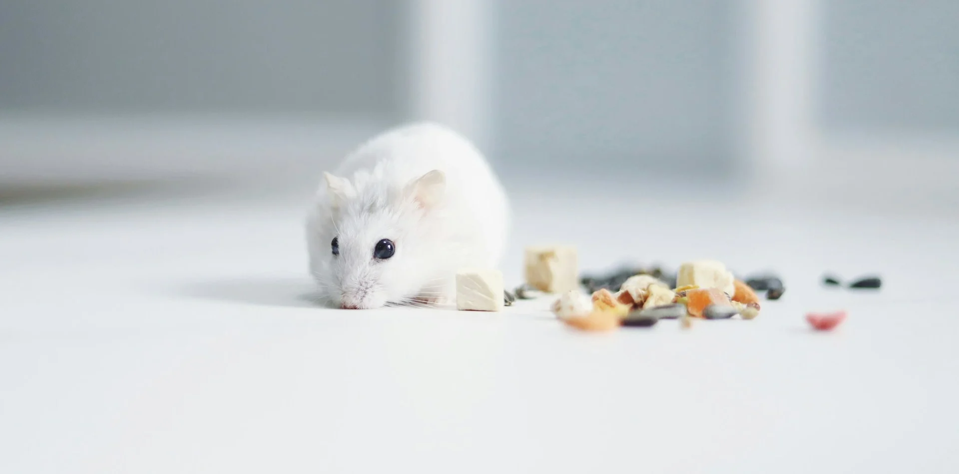 Souris sur table blanche
